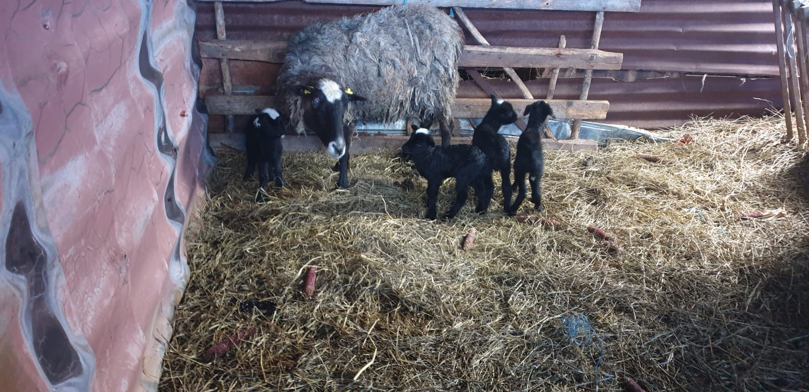 WhatsApp Image 2020-02-10 at 13.54.15