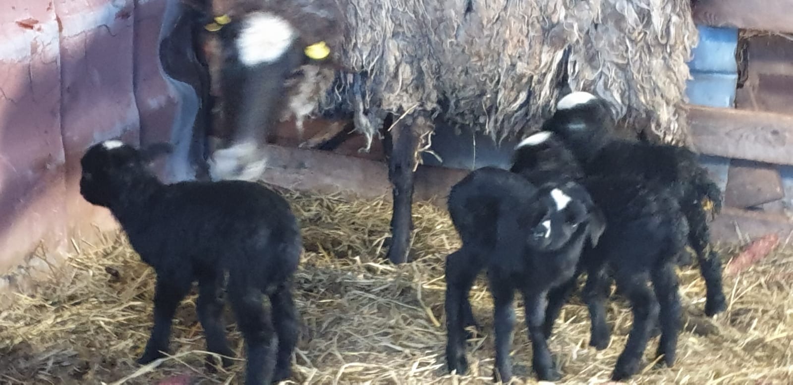 WhatsApp Image 2020-02-10 at 13.54.16