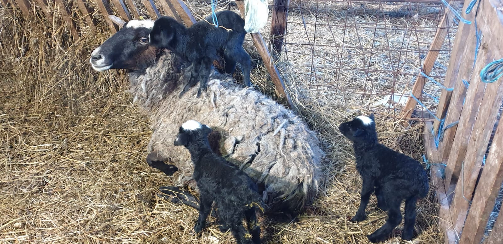 WhatsApp Image 2020-02-10 at 13.55.45 (1)