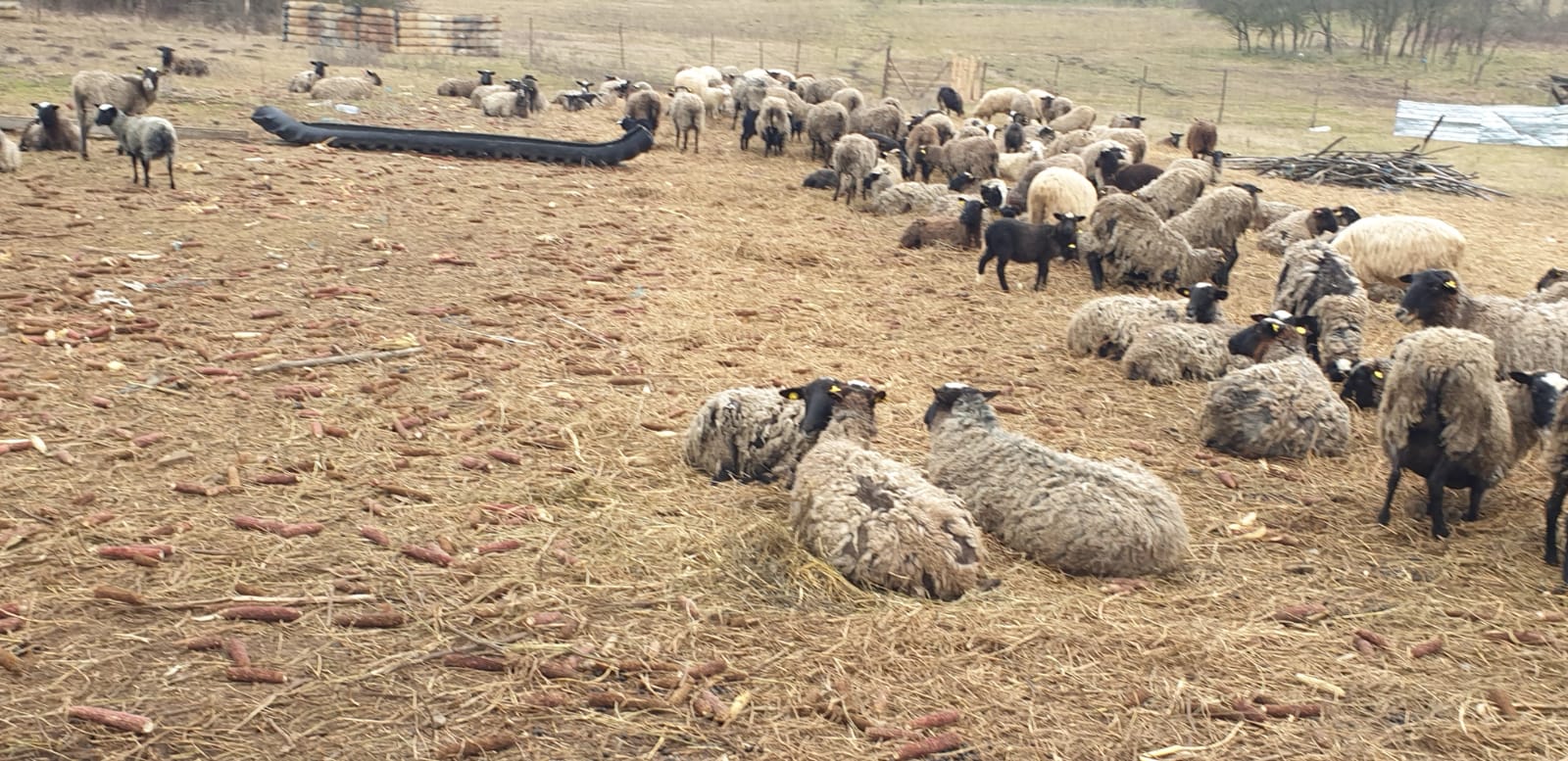 WhatsApp Image 2020-02-10 at 13.55.46