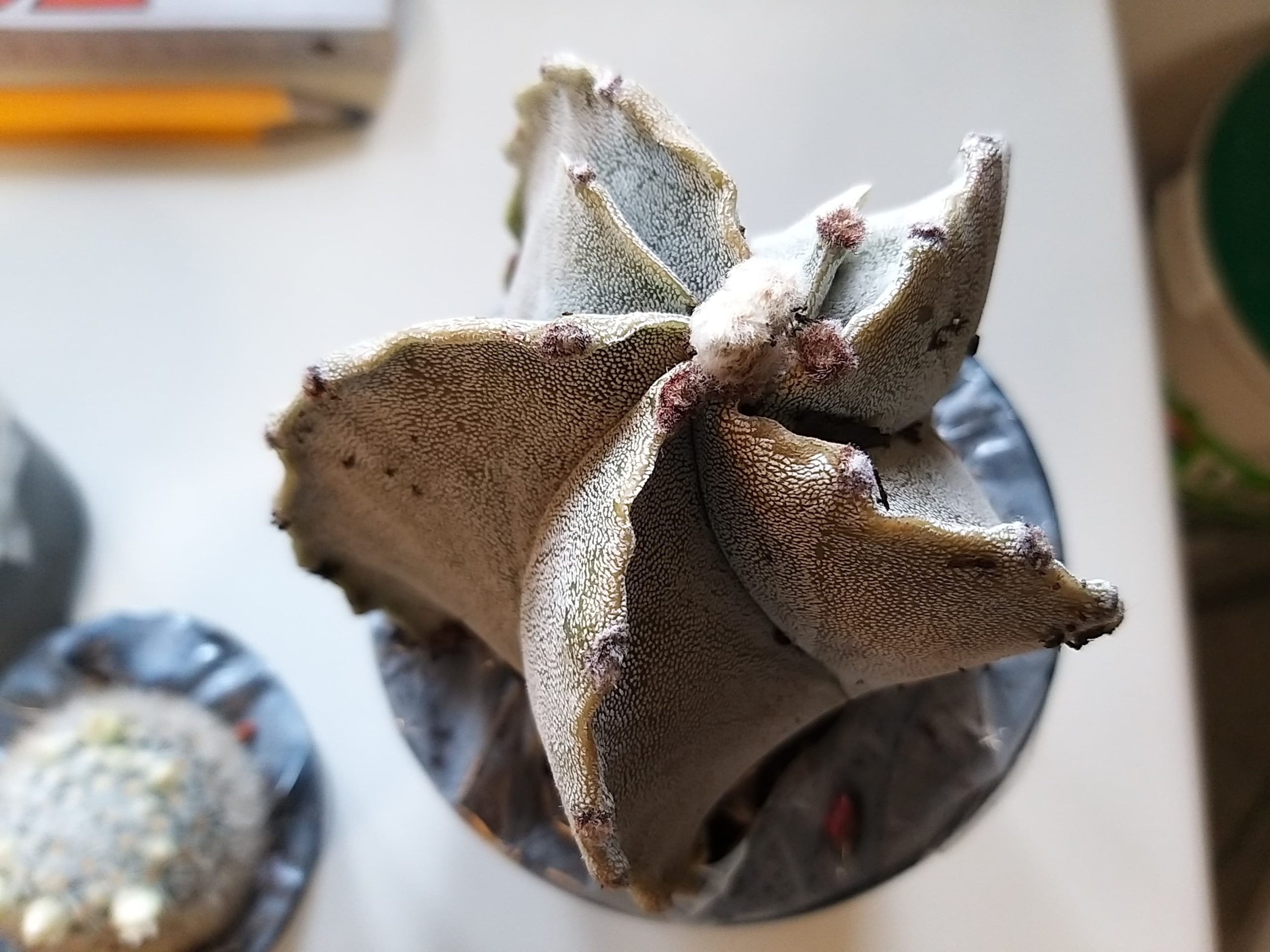 93520277_1165753700483310_1707879911164739584_n