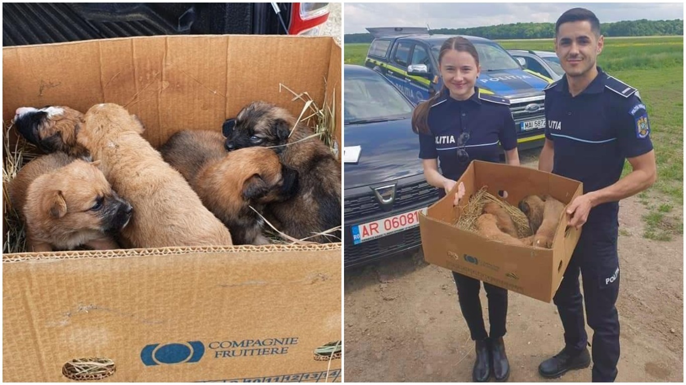 Polițiștii arădeni, „îngeri păzitori” pentru șapte suflete de cățel 