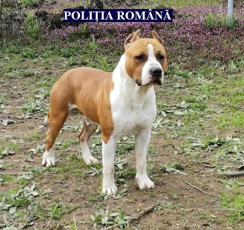 Controale în Arad și Lipova, la deținătorii de câini periculoși