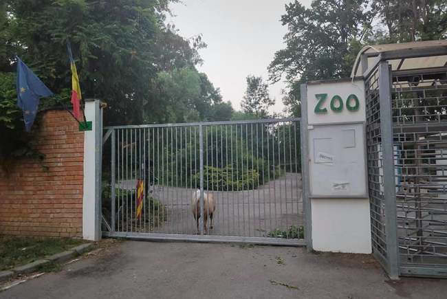 Imagini triste la Zoo Timișoara. Un ponei așteaptă în poarta grădinii zoologice, închisă anul trecut