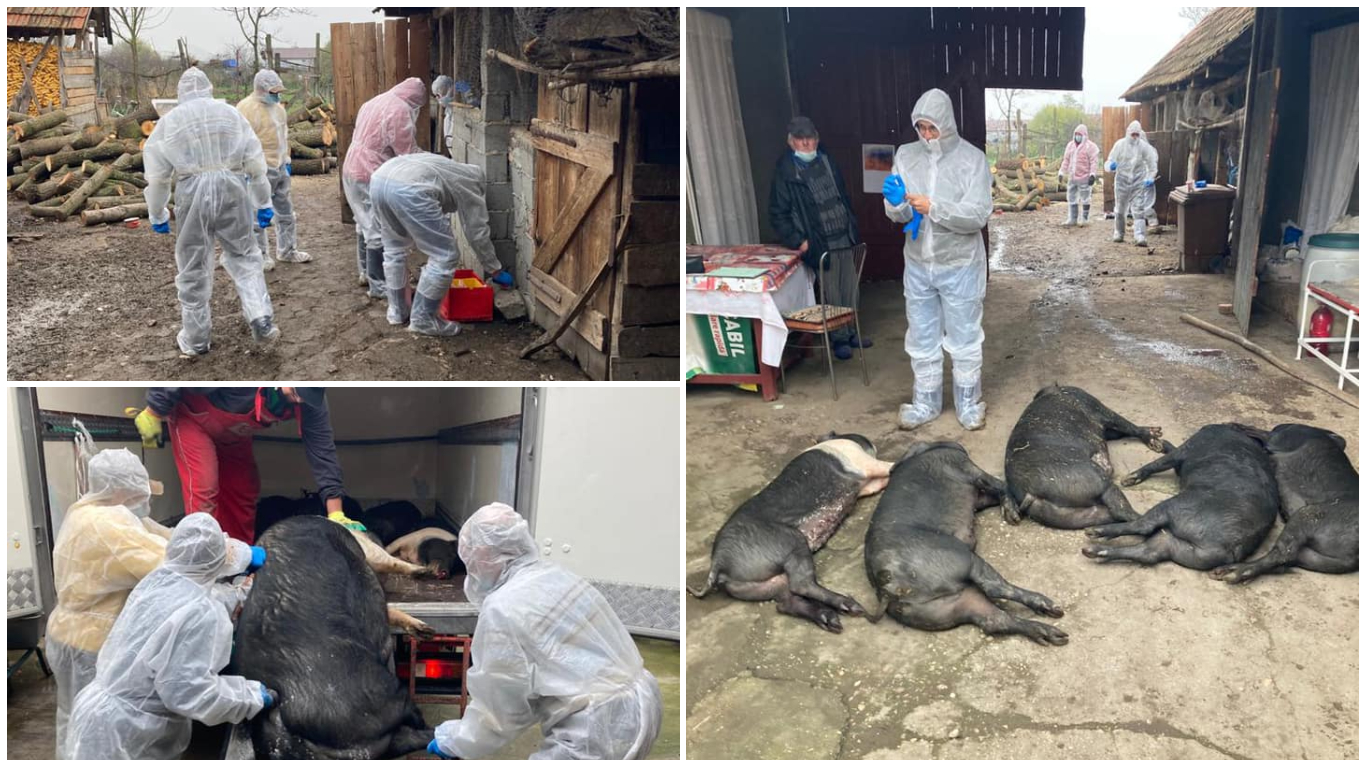 Pesta porcină se întoarce