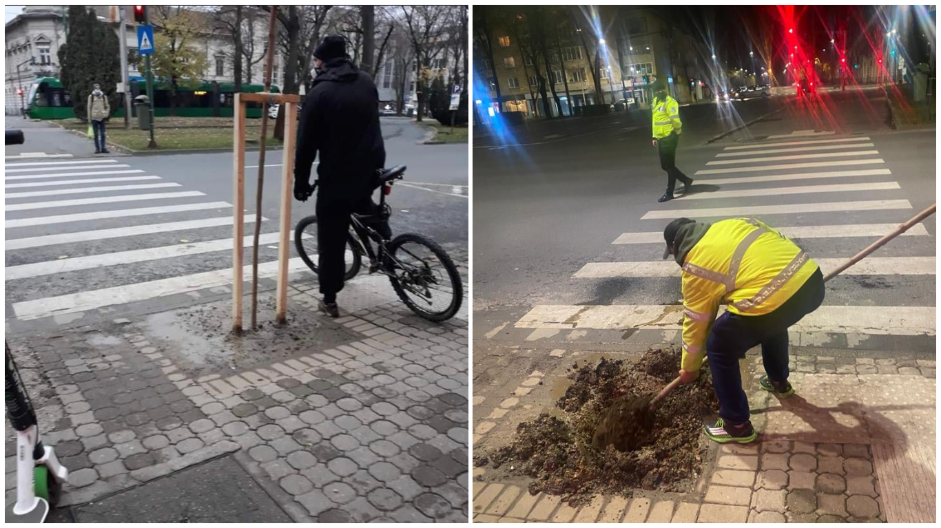 Copacul care a „crescut” în mijlocul Bulevardului