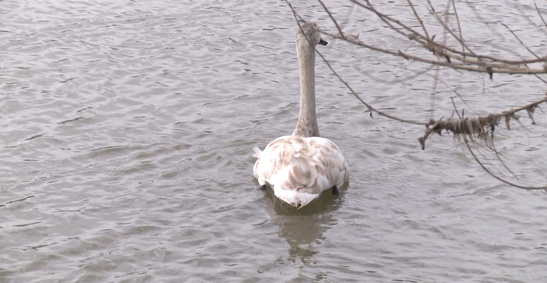 Captură ecran (1212)