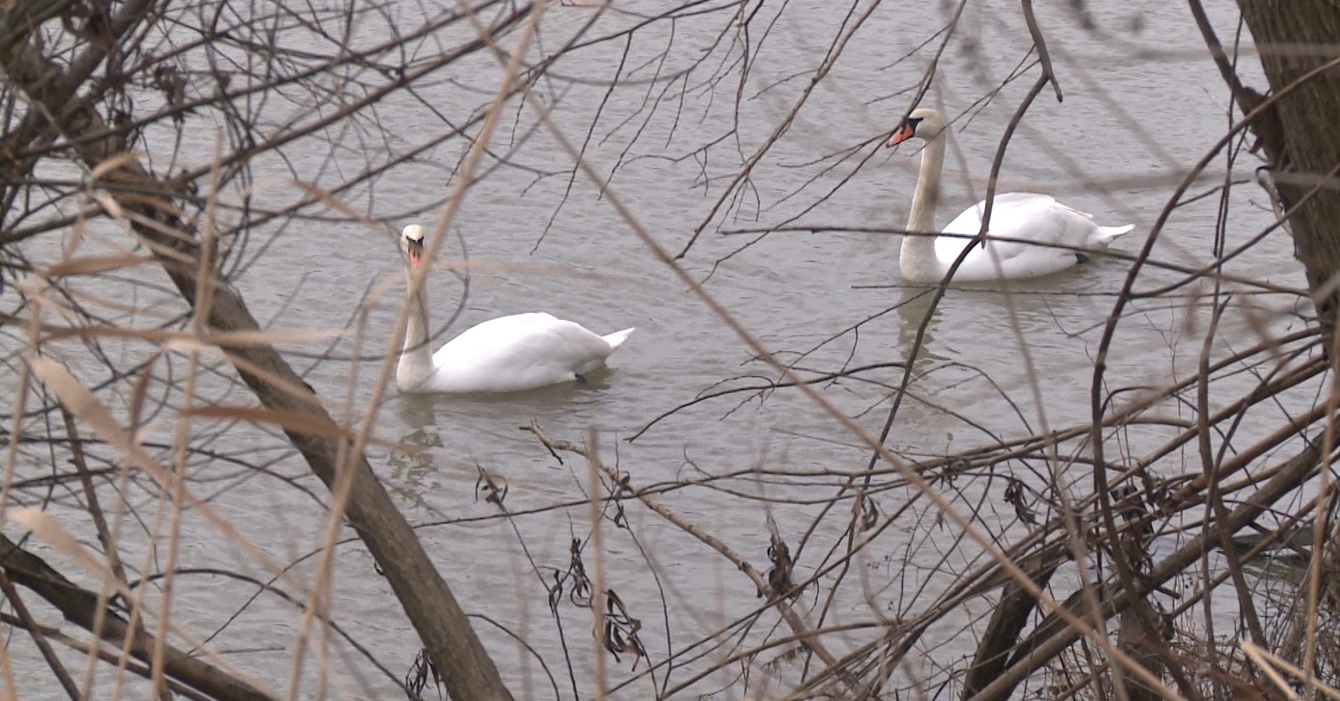 Captură ecran (1210)