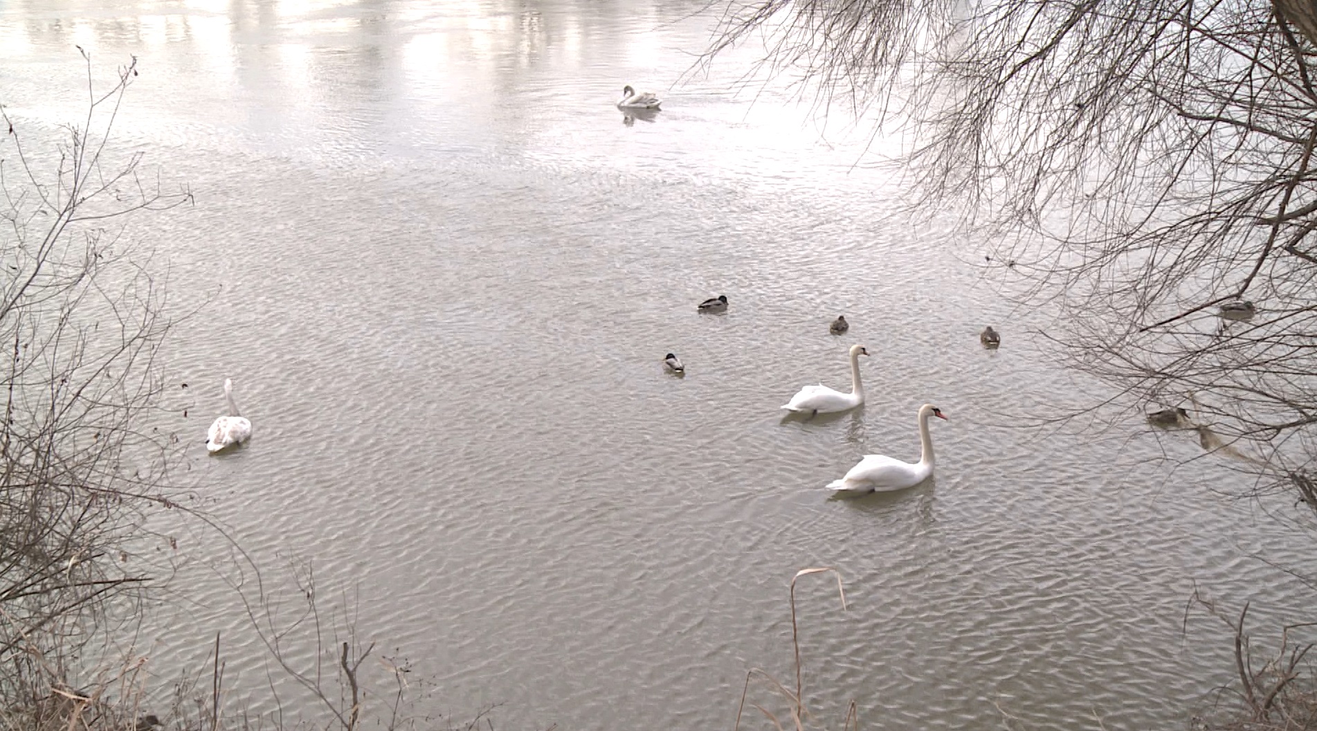 Captură ecran (1207)