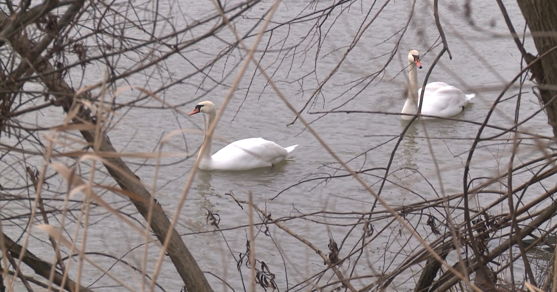 Captură ecran (1209)