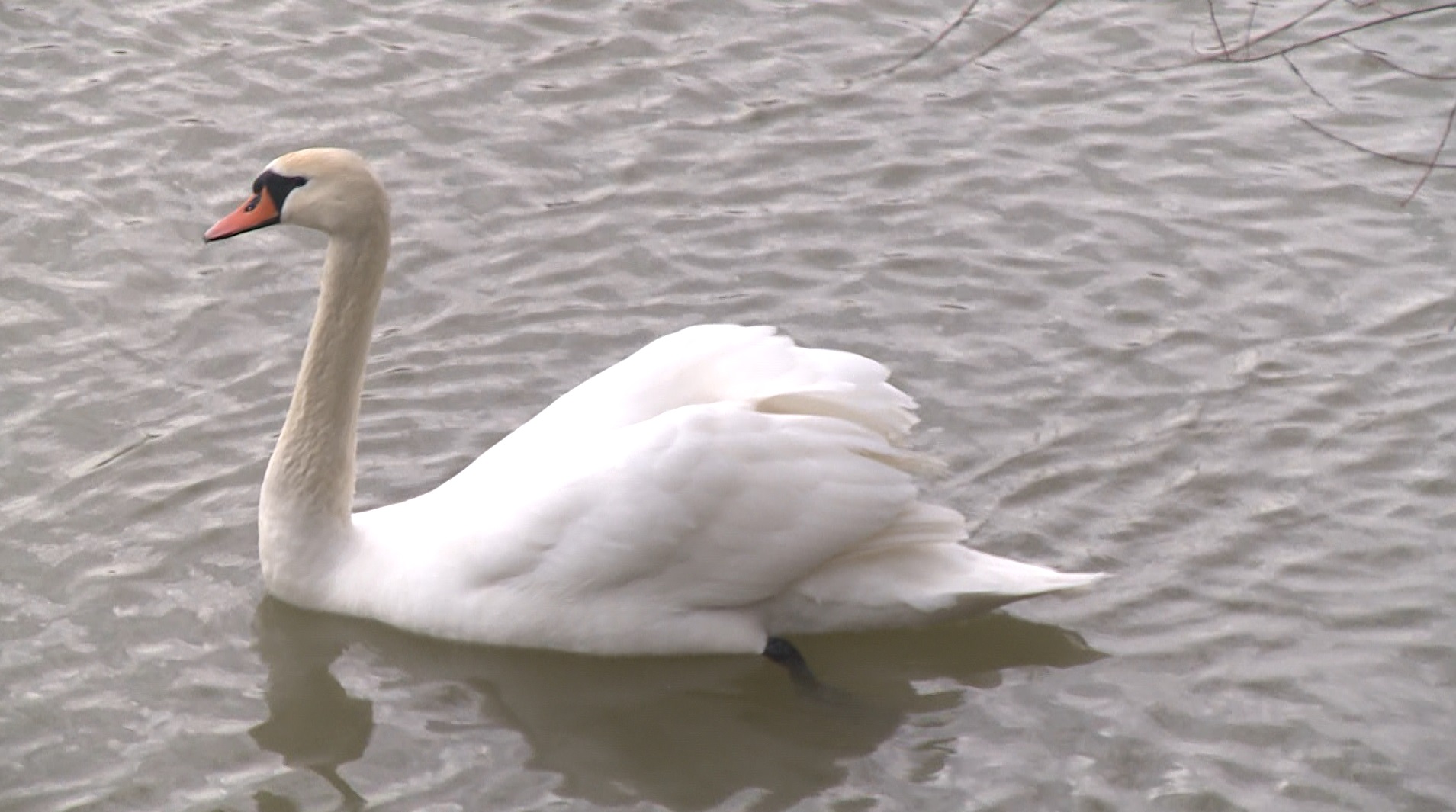 Captură ecran (1205)