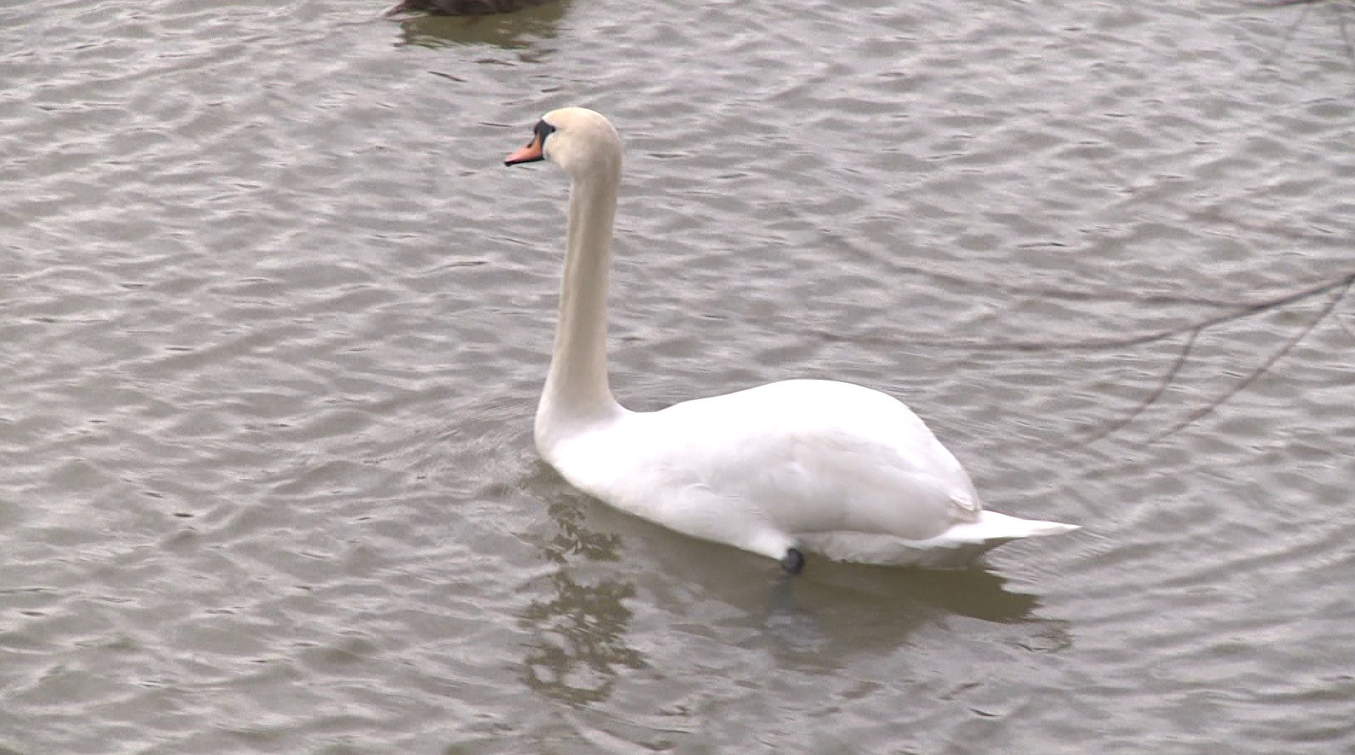 Captură ecran (1206)