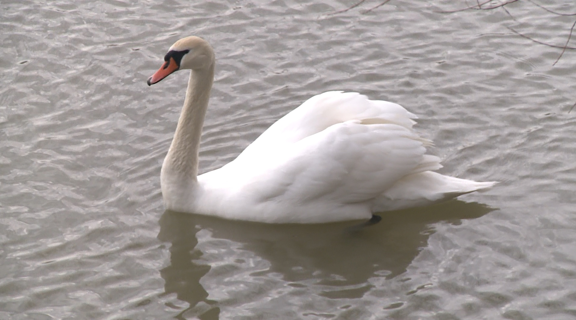 Captură ecran (1204)