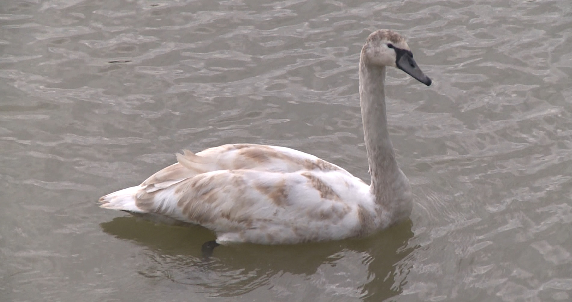 Captură ecran (1201)