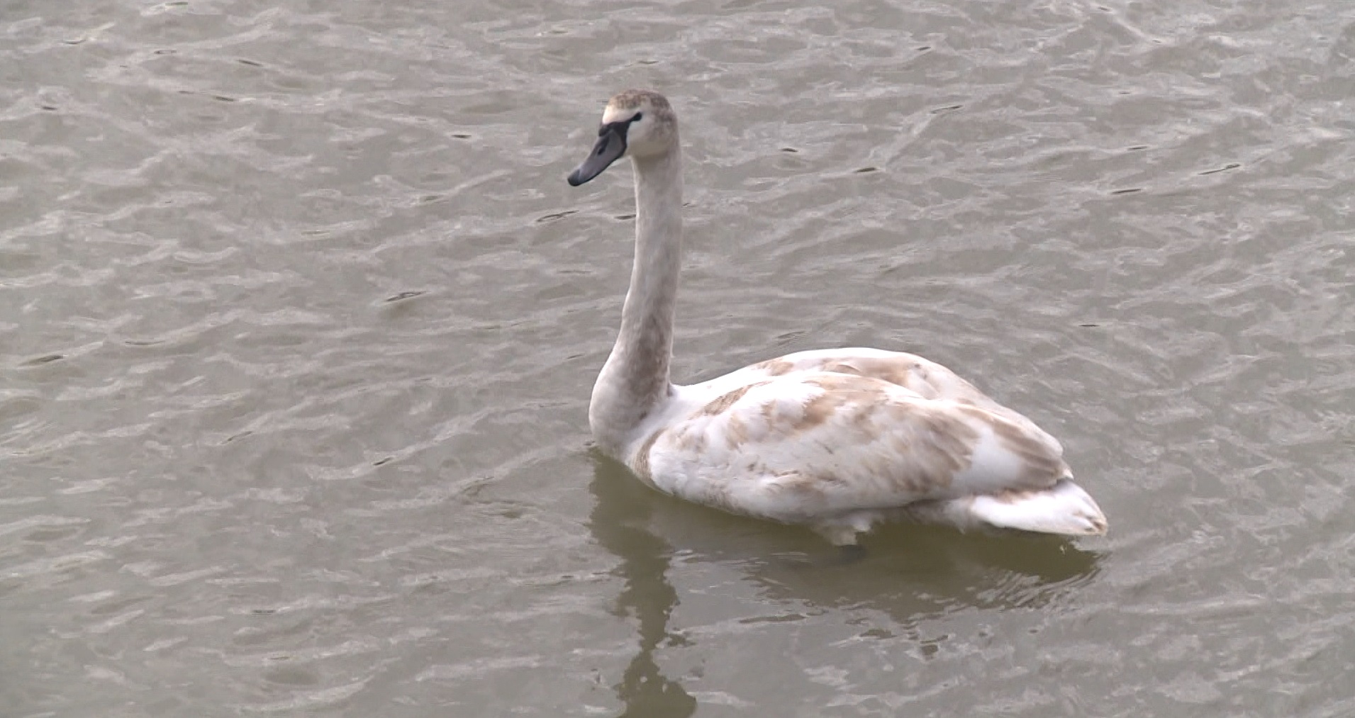 Captură ecran (1203)