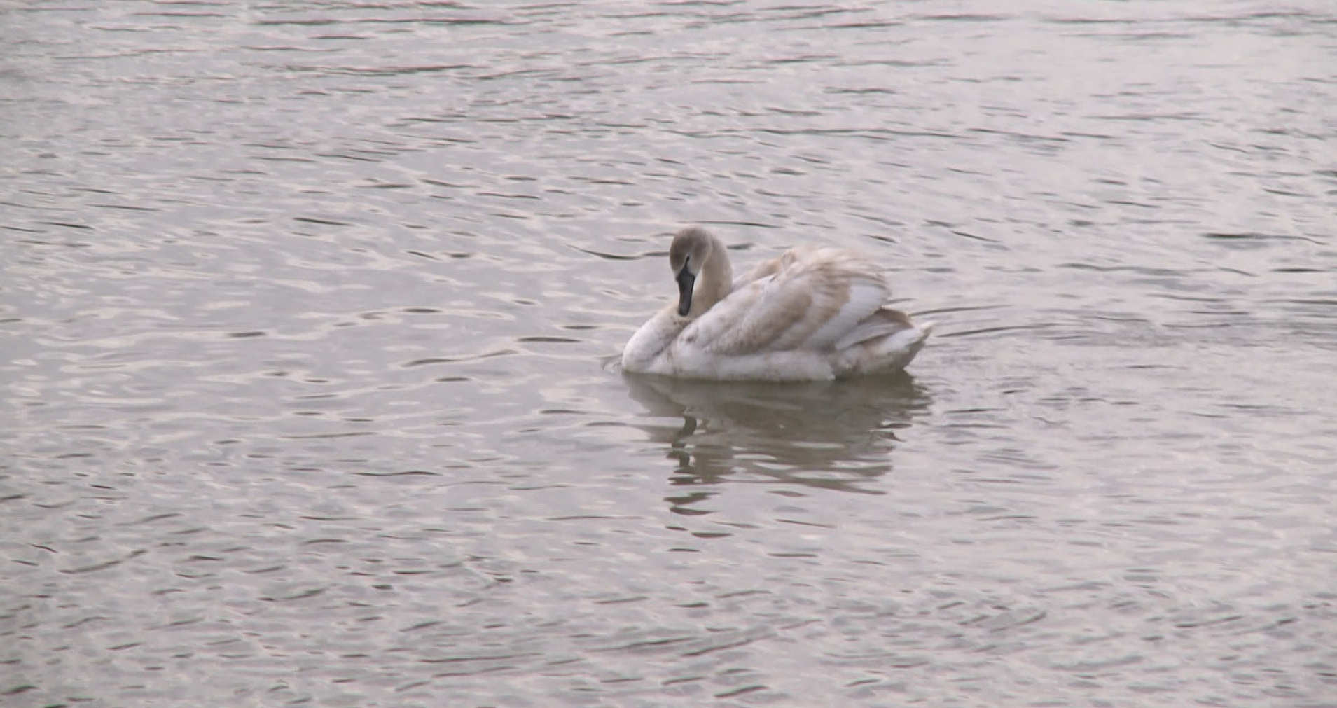 Captură ecran (1198)