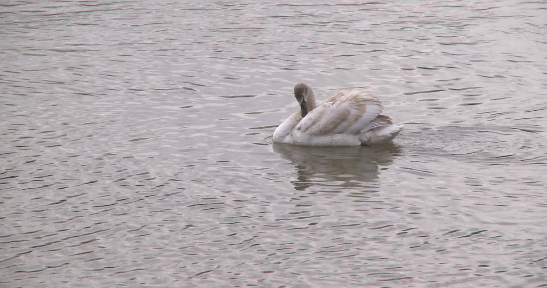 Captură ecran (1200)