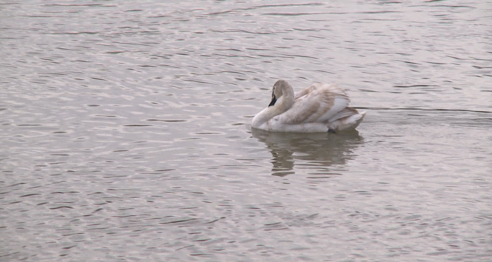 Captură ecran (1197)