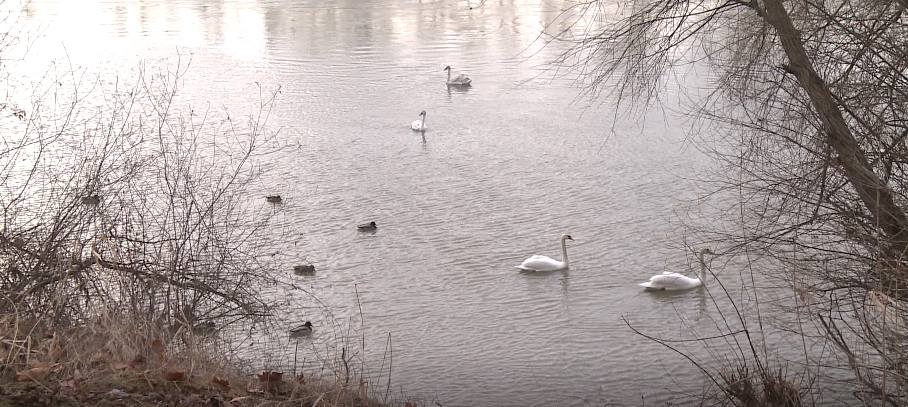 Captură ecran (1195)