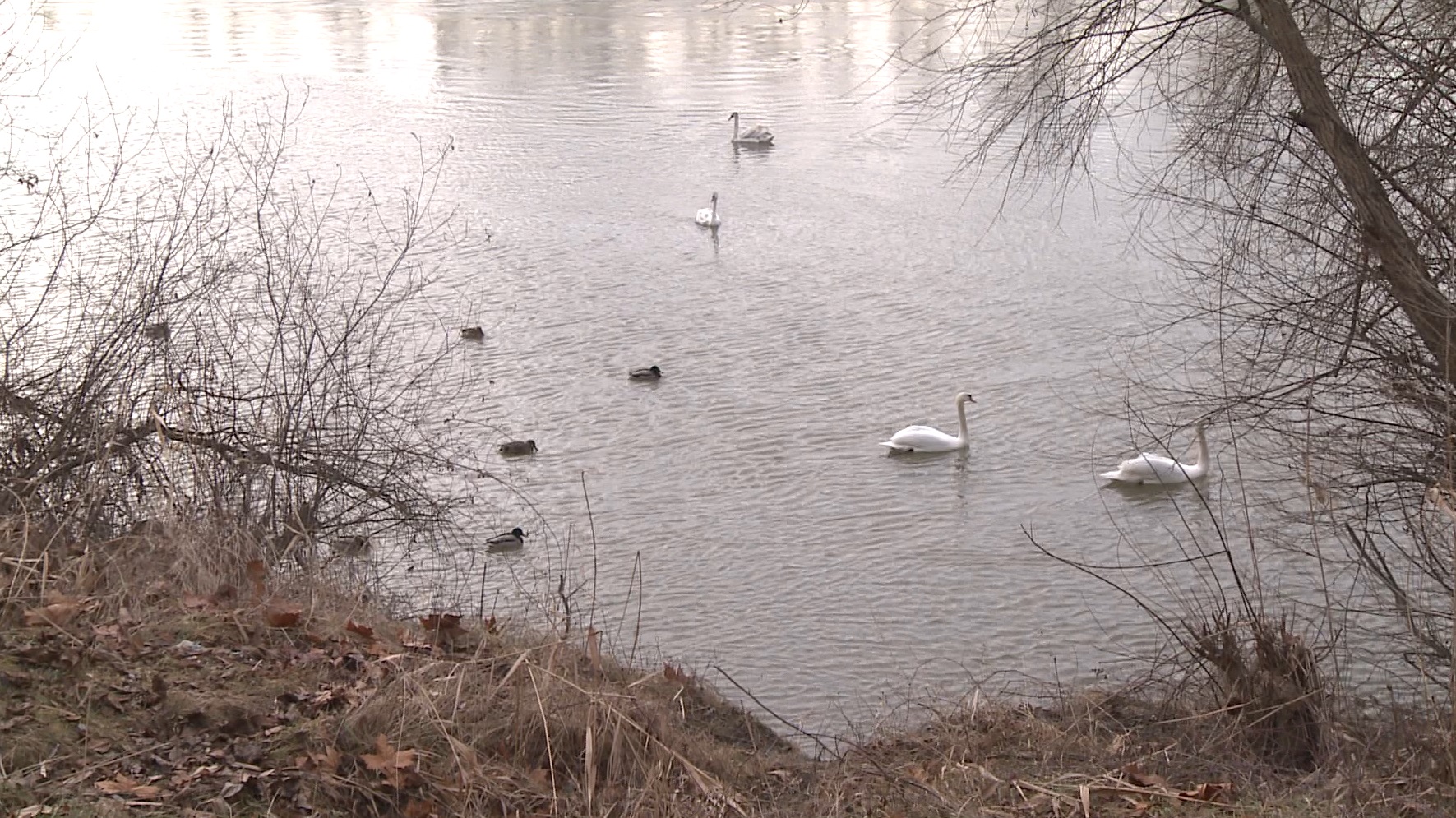 Captură ecran (1196)