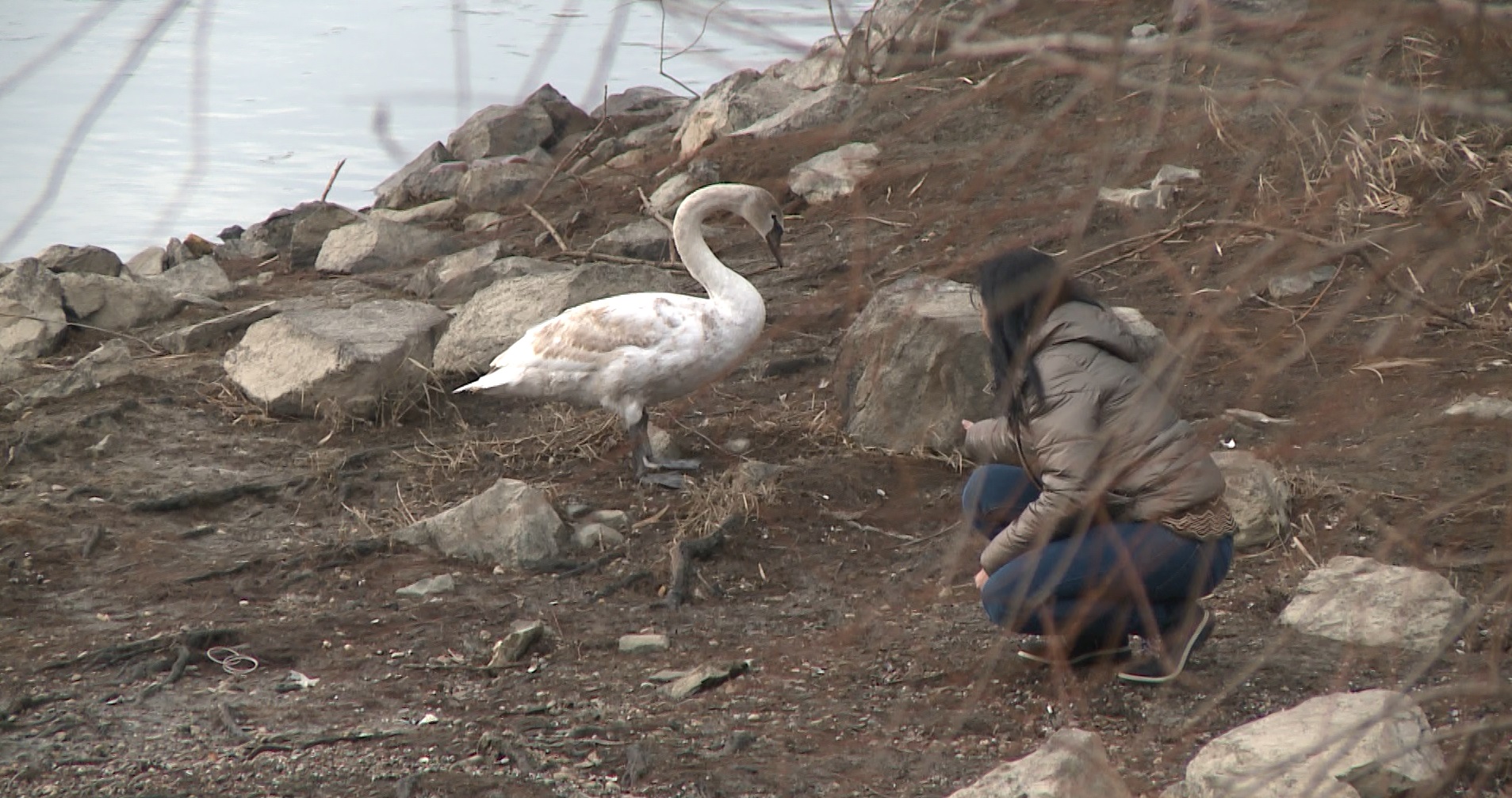 Captură ecran (1187)