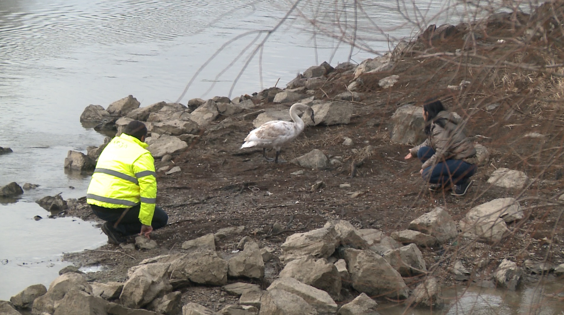 Captură ecran (1185)