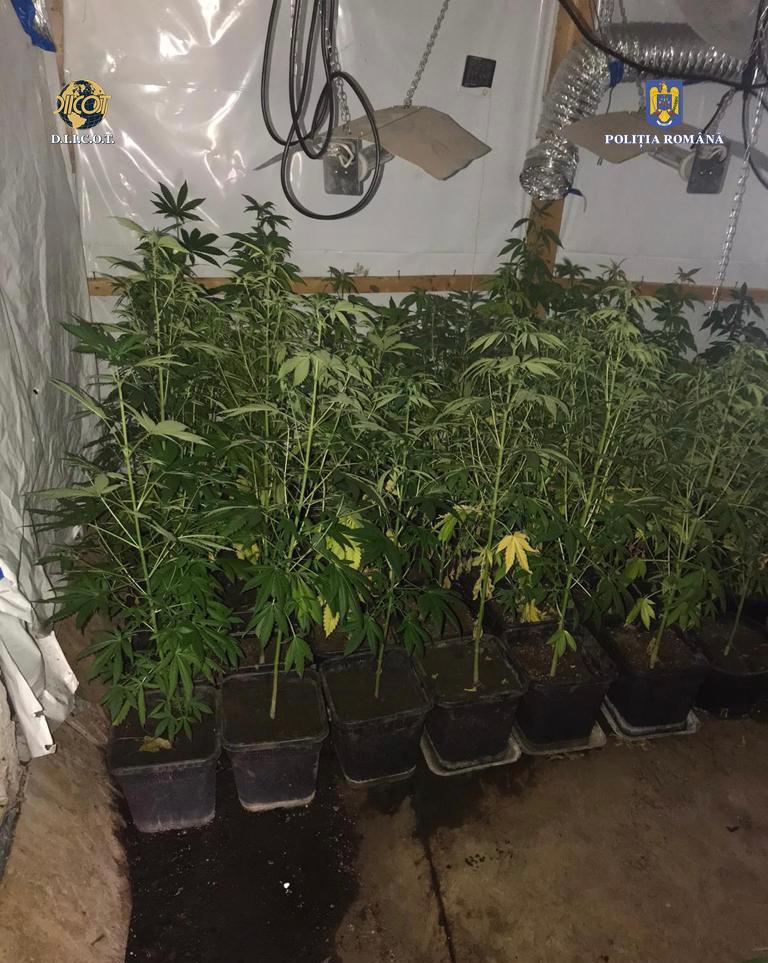 FOTO | Peste 300 de plante de cannabis, descoperite la traficanții de droguri din Arad