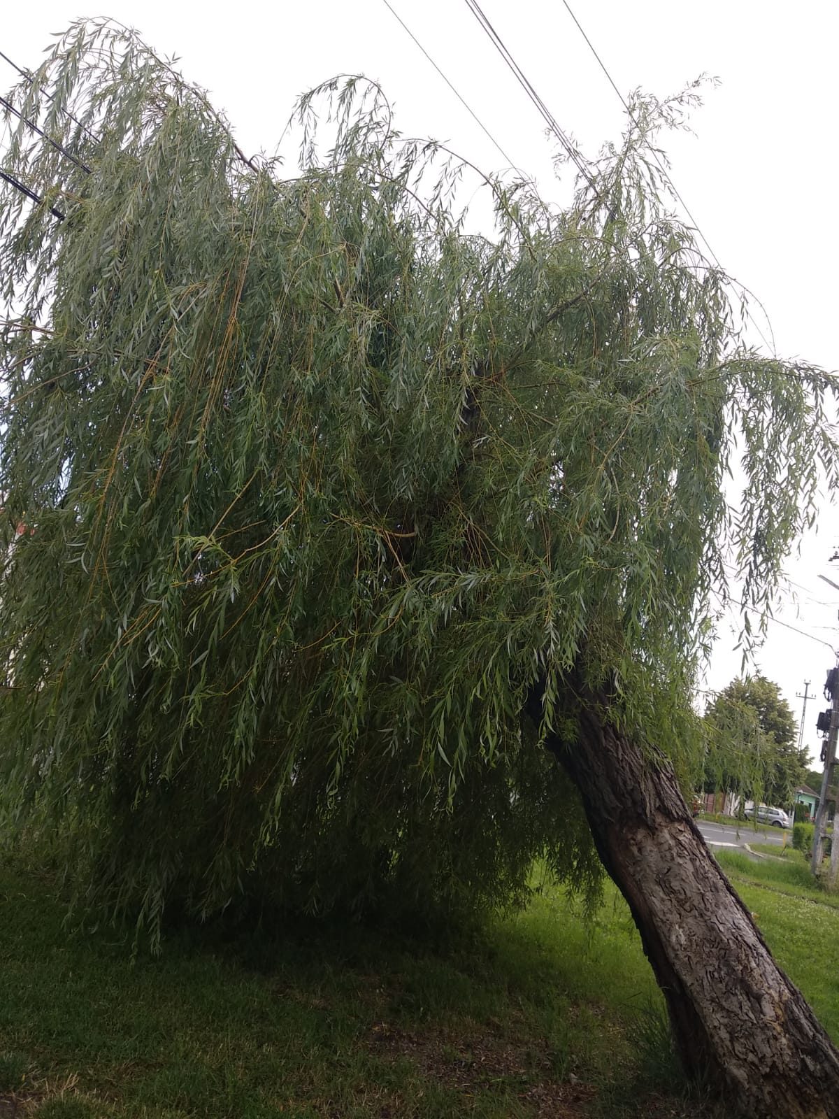 WhatsApp Image 2023-06-24 at 19.40.08 (2)