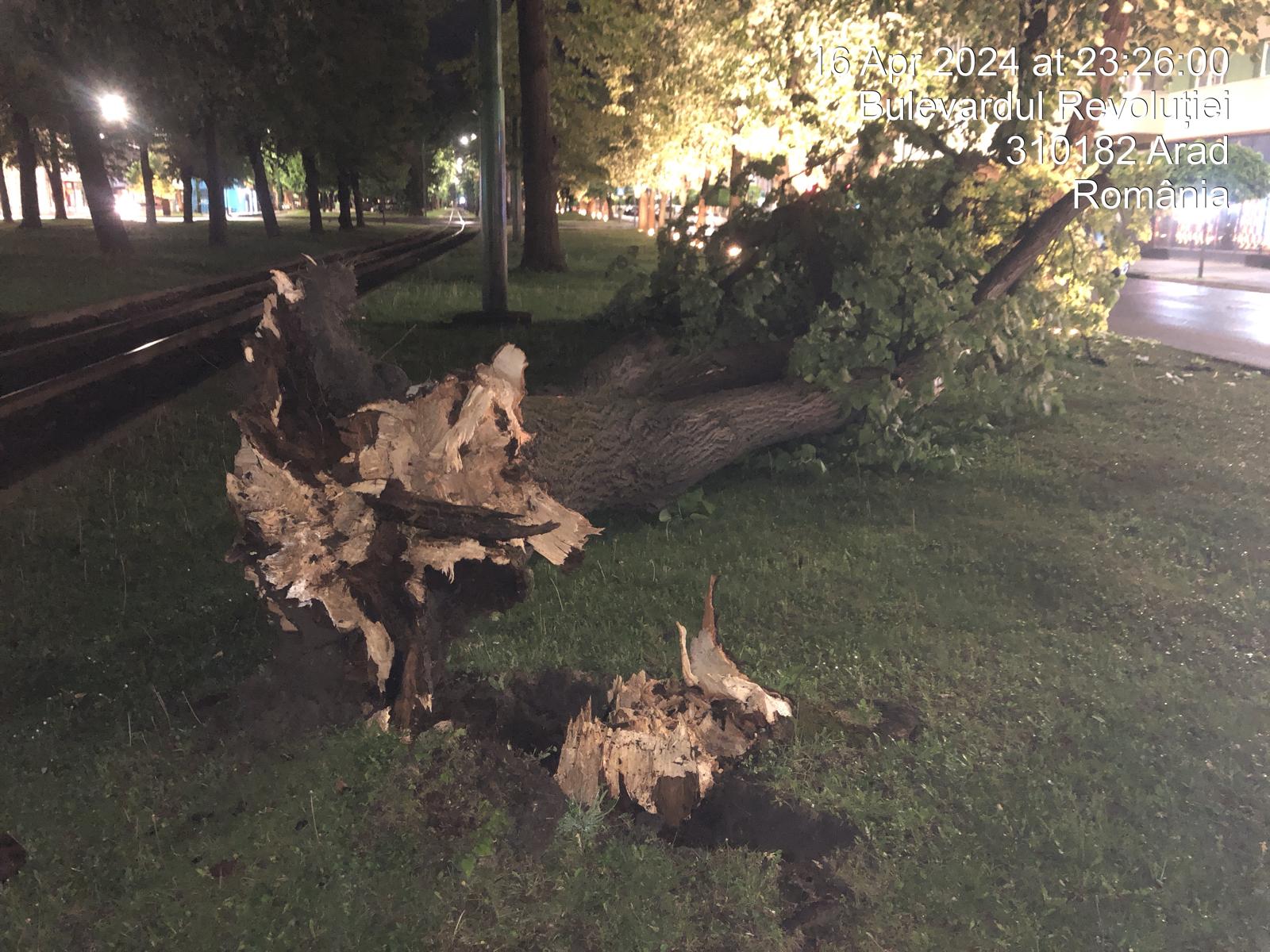 FOTO | Un copac s-a prăbușit, pe bulevardul Revoluției