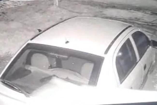 Urs zărit în Pecica