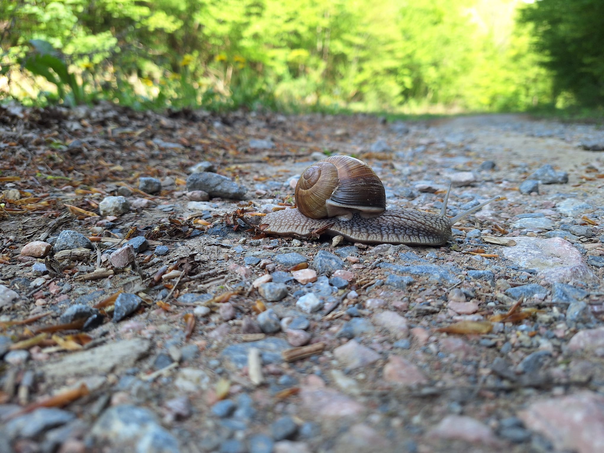 5melc in drumetie k15