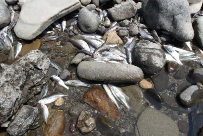 Ecosistem afectat Târnava Mică