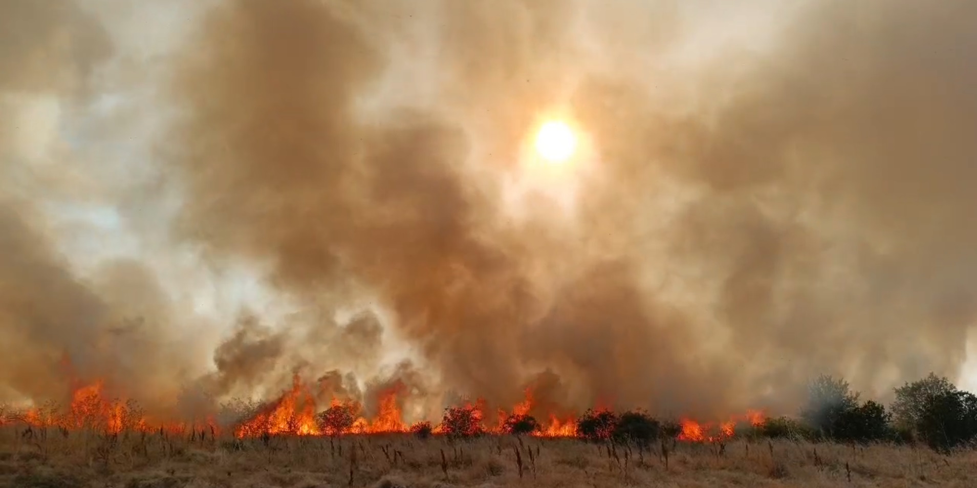 Ard 20 de hectare de grâu, la ieșirea din Arad spre Pecica