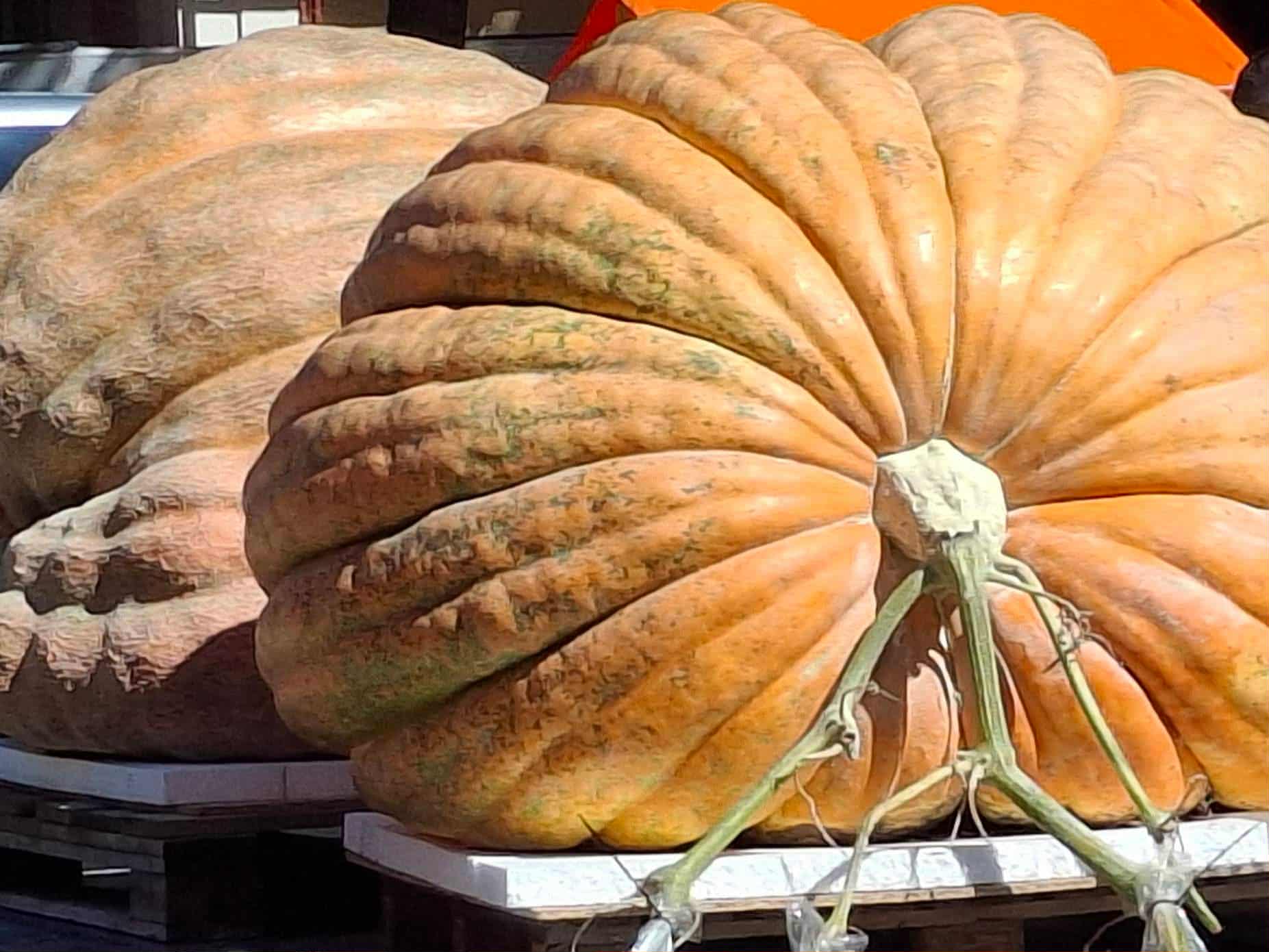 WhatsApp Image 2025-09-22 at 12.15.17 (2)