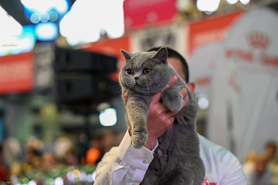 Bucovina Kira Kiralina3