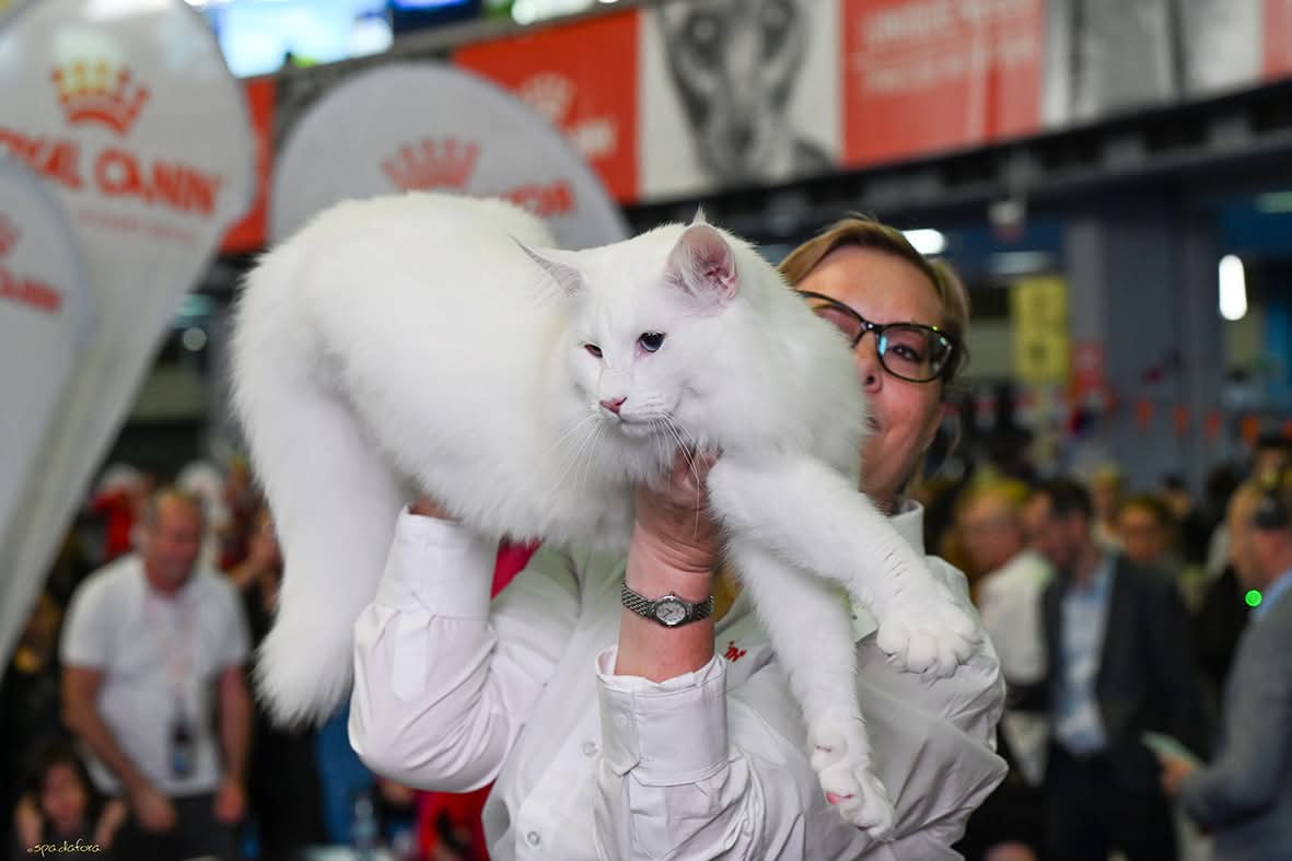 Wild Forests Nordri2