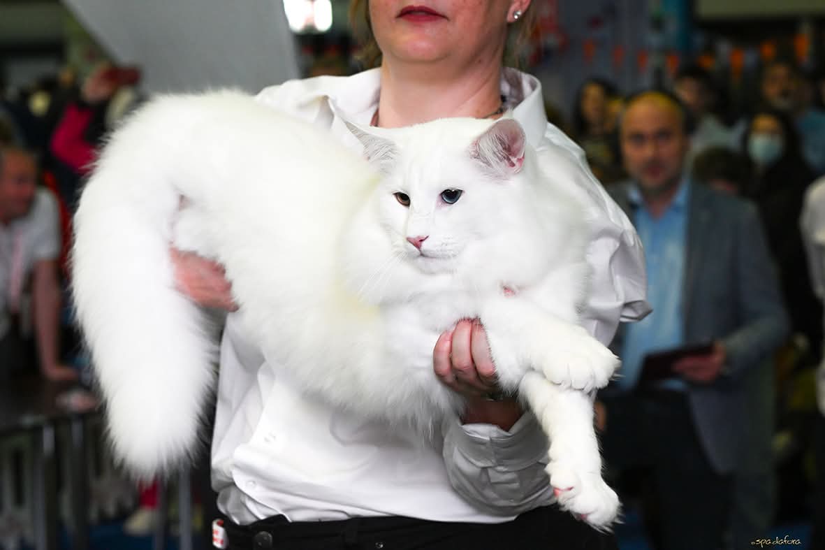 Wild Forests Nordri3