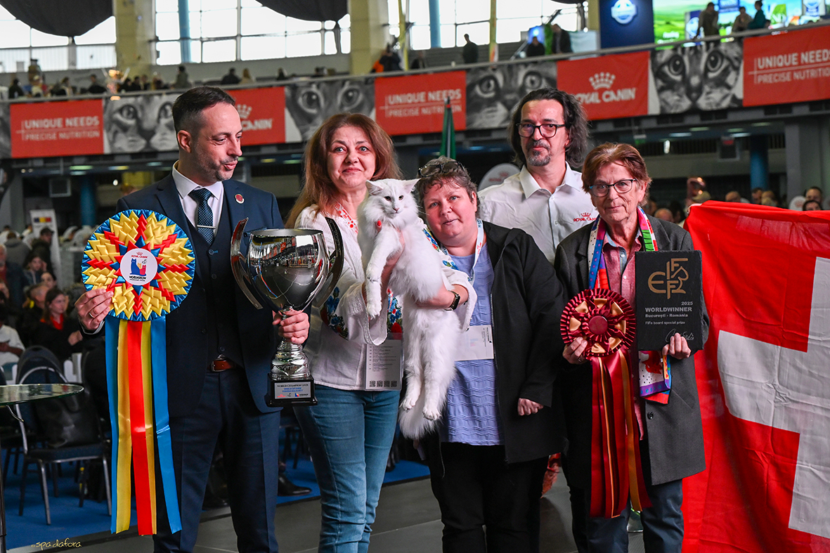 Wild Forests Quasar1