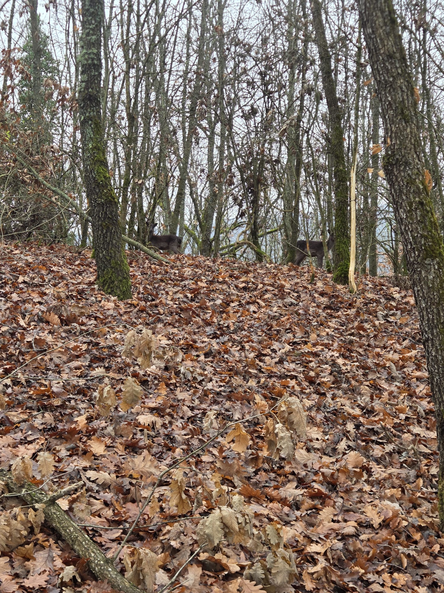 WhatsApp Image 2025-12-15 at 11.58.27 (1)