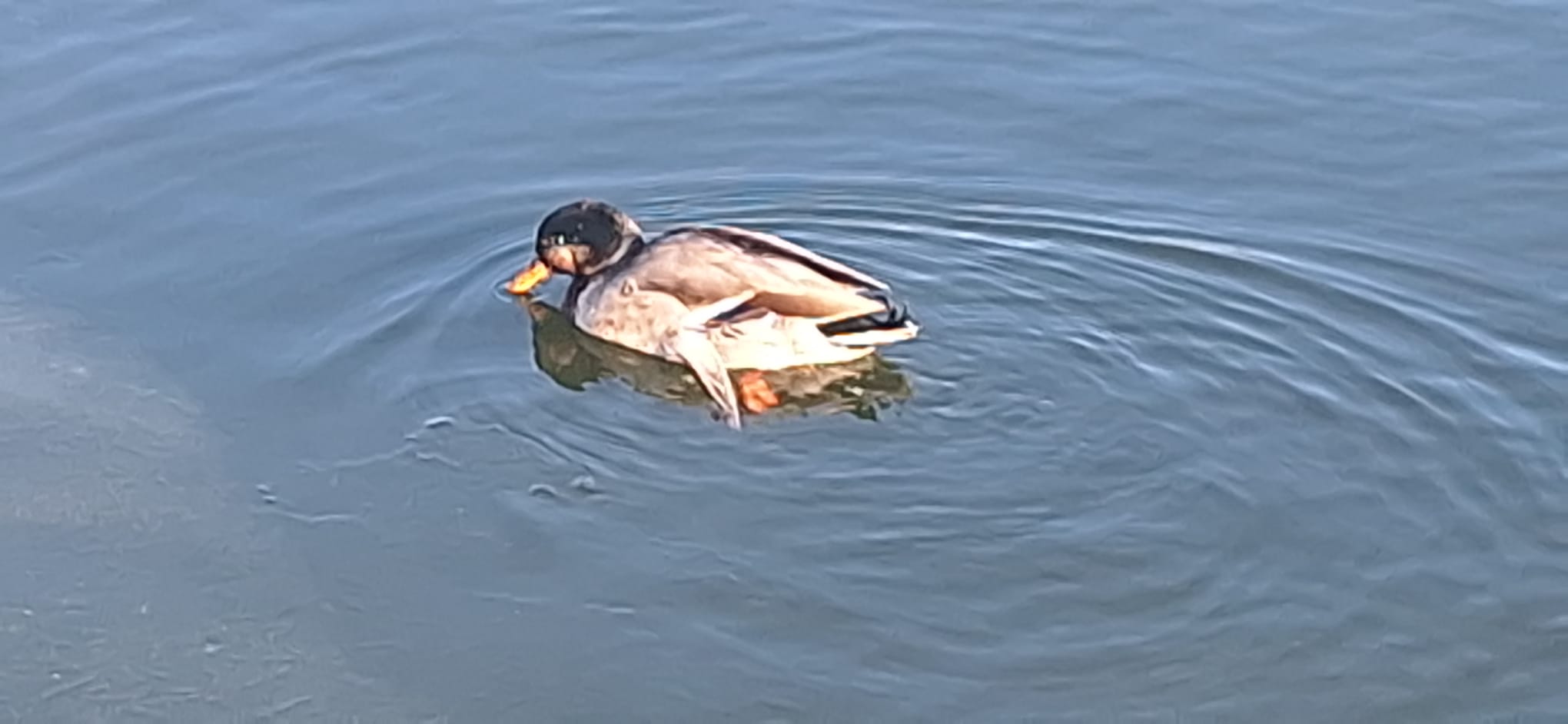 WhatsApp Image 2026-01-12 at 16.19.29 (7)