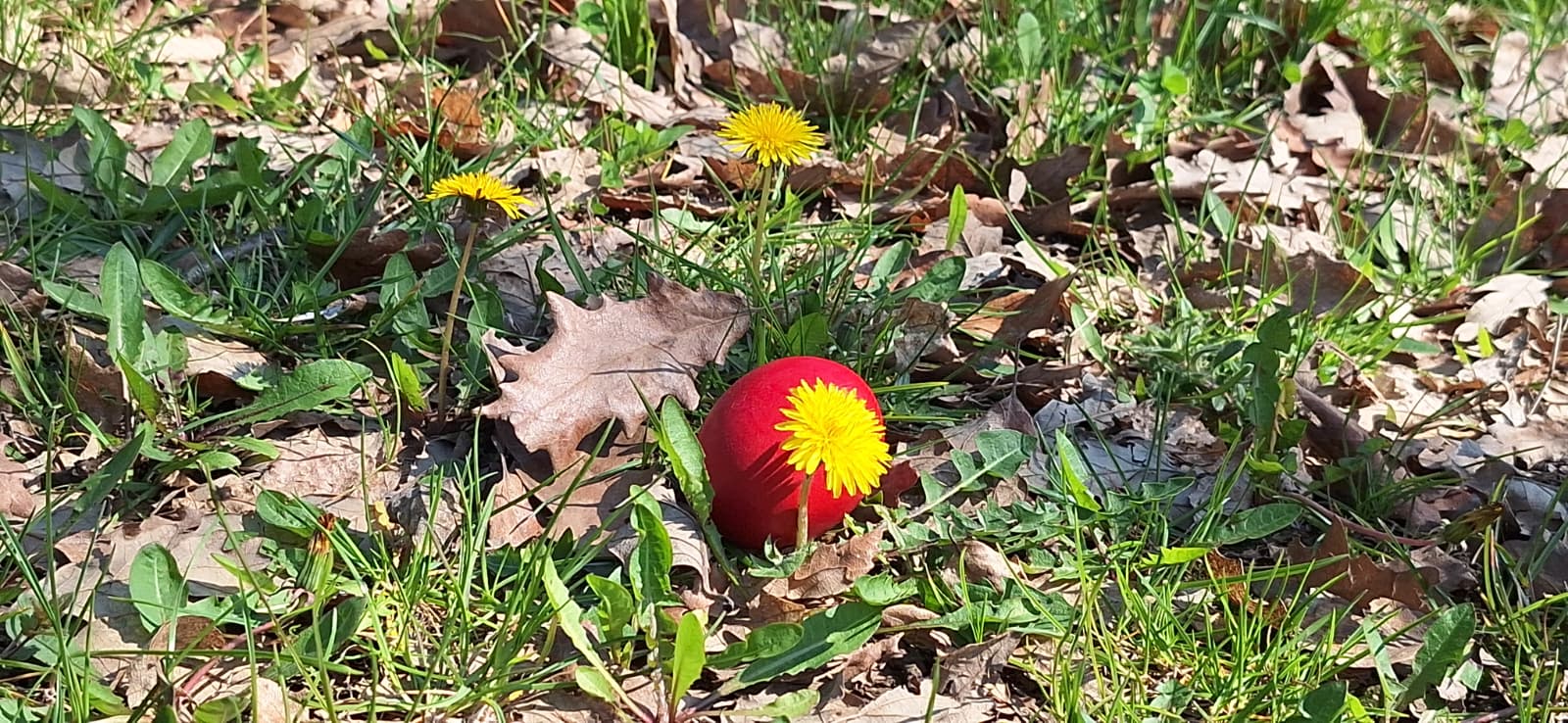 WhatsApp Image 2026-04-05 at 2.08.26 PM (3)