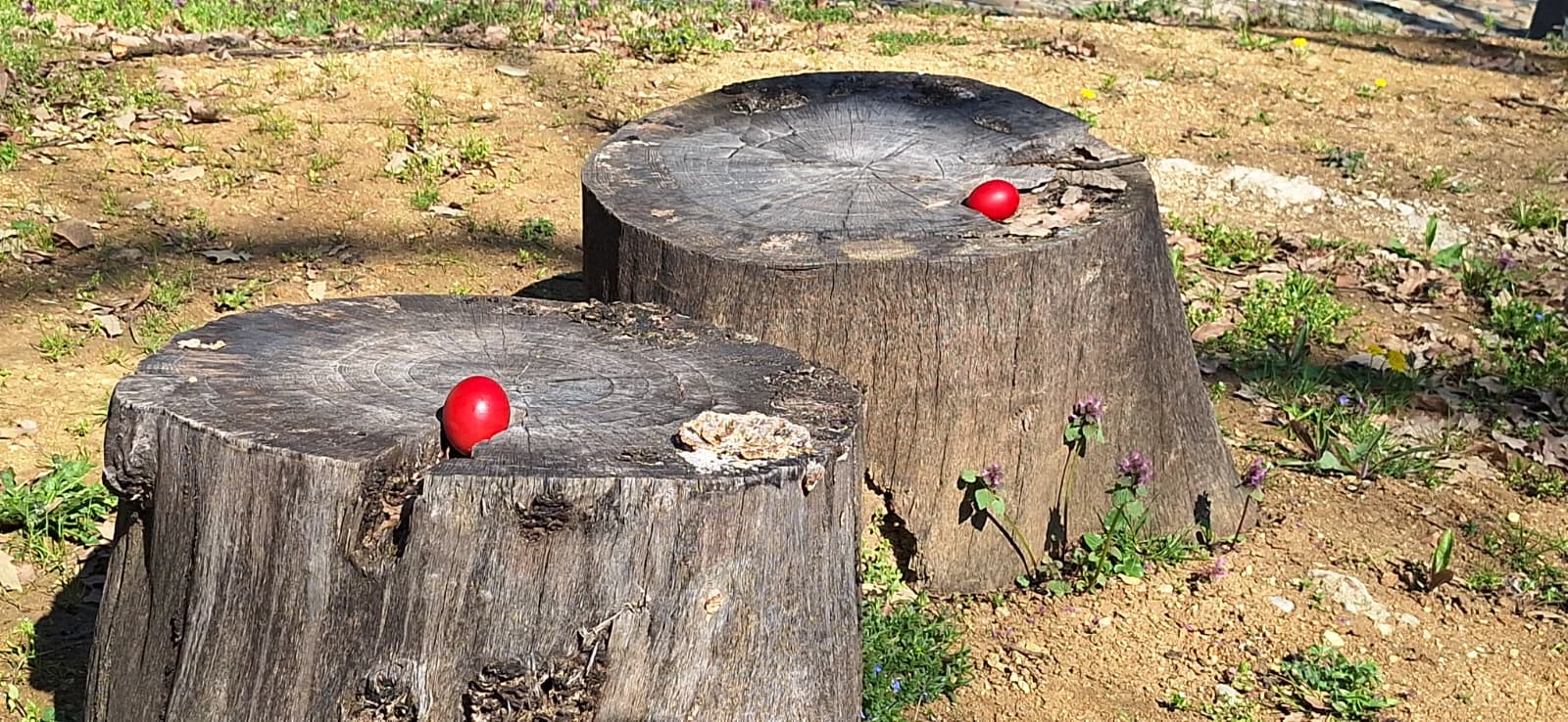 WhatsApp Image 2026-04-05 at 2.08.27 PM (1)