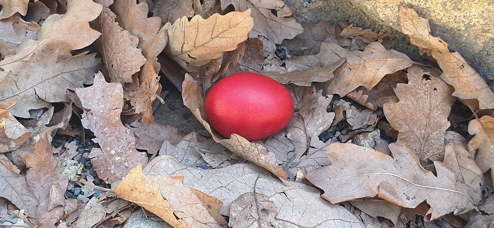 WhatsApp Image 2026-04-05 at 2.08.28 PM (3)