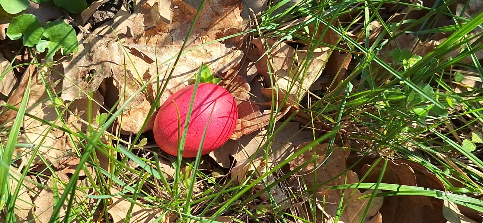 WhatsApp Image 2026-04-05 at 2.08.31 PM (4)