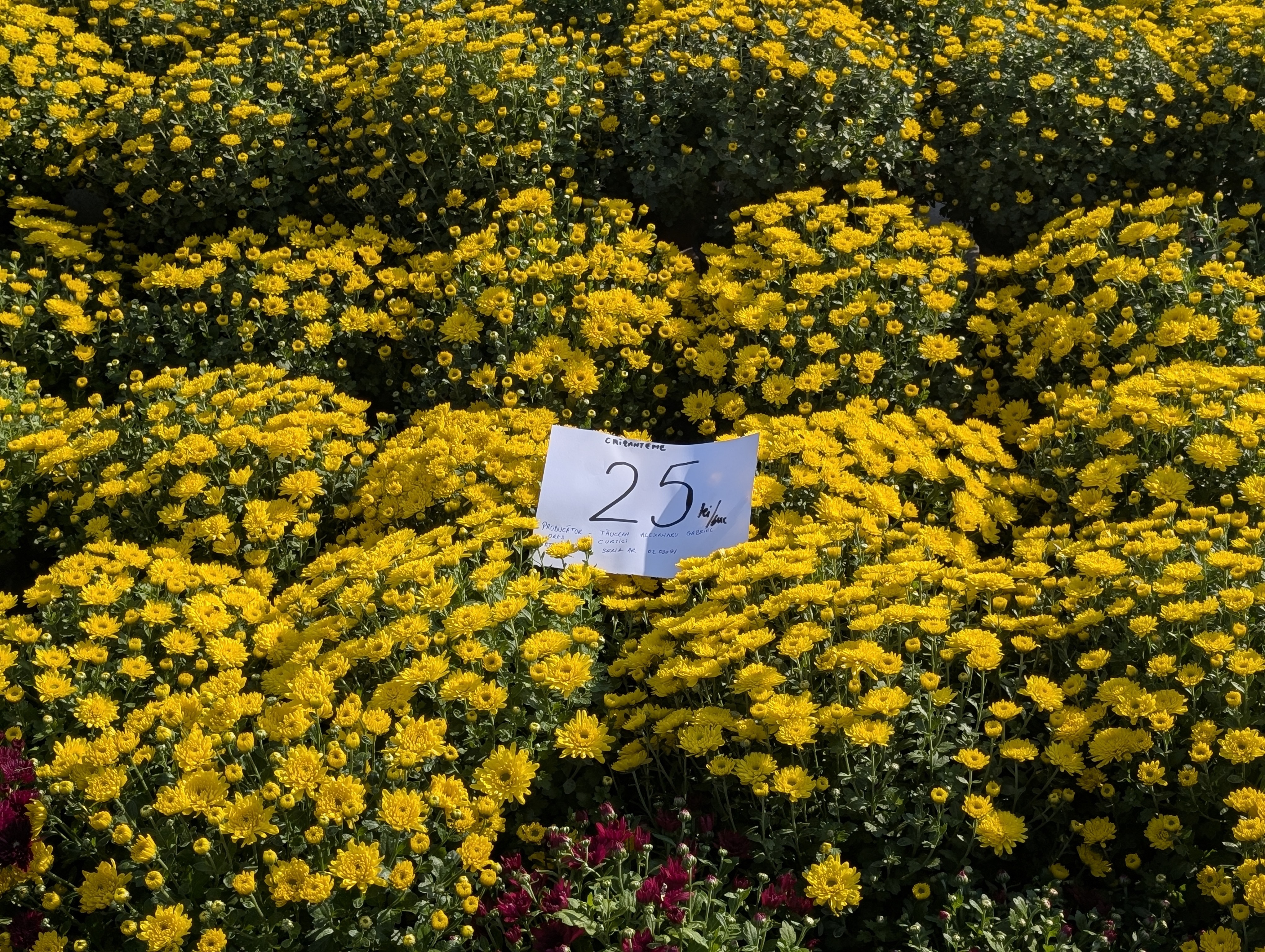 45